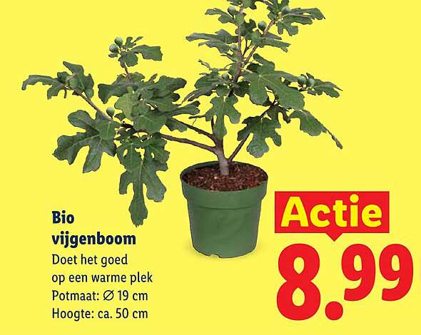 Bio vijgenboom Actie