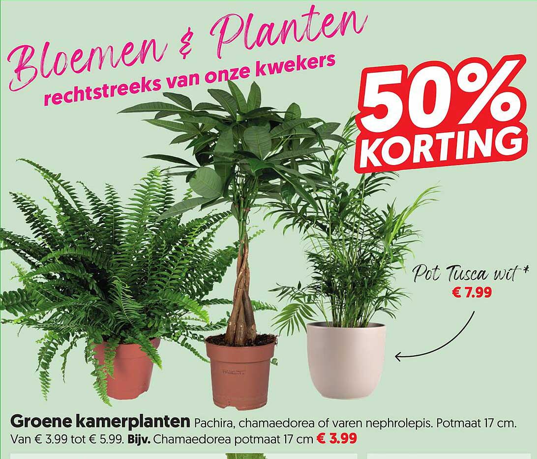 Bloemen & Planten rechtstreeks van onze kwekers 50% KORTING