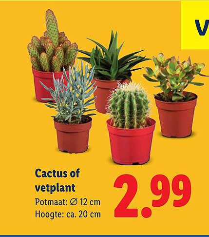 Cactus of vetplant