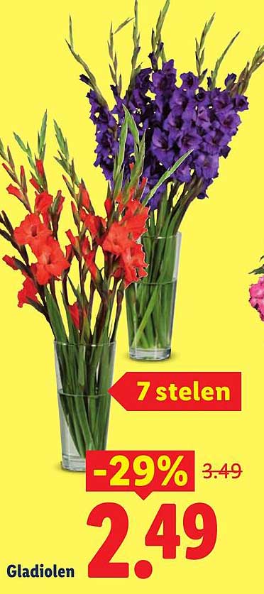 Gladiolen 7 stelen