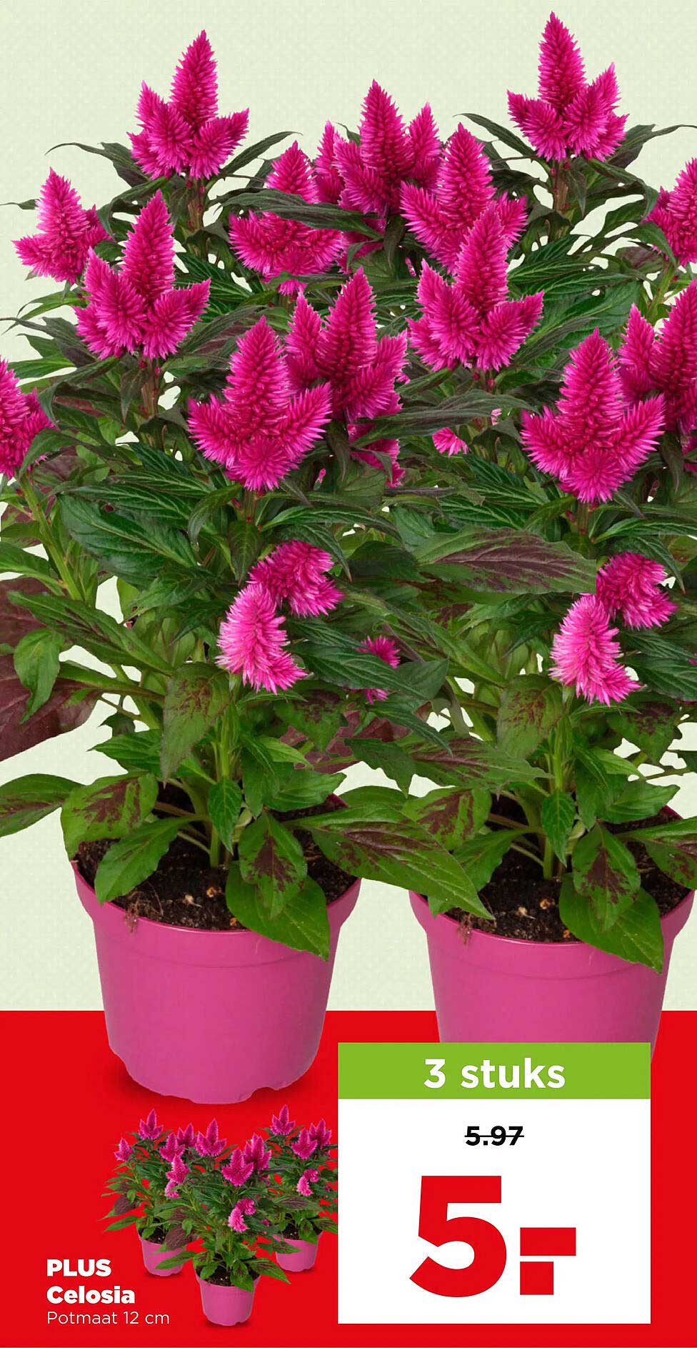 PLUS Celosia Potmaat 12 cm 3 stuks