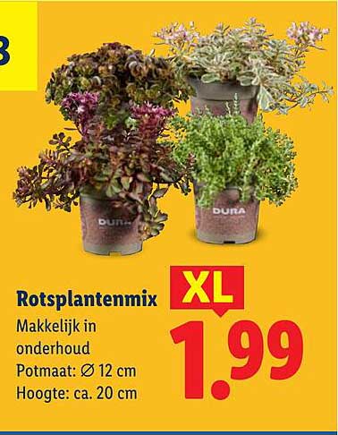 Rotsplantenmix XL