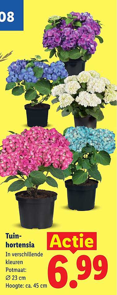 Tuin-hortensia