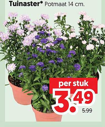 Tuinaster* Potmaat 14 cm.