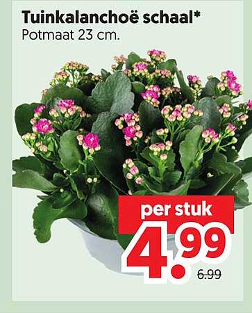 Tuinkalanchoë schaal* Potmaat 23 cm.