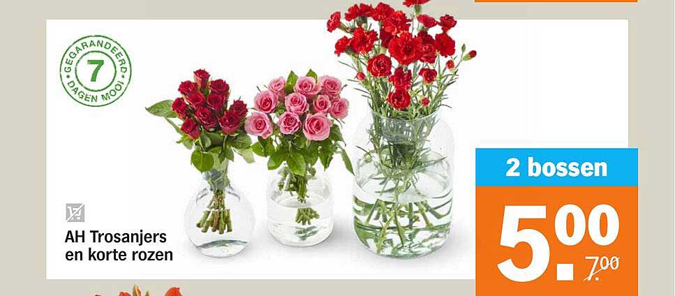 AH Trosanjers en korte rozen