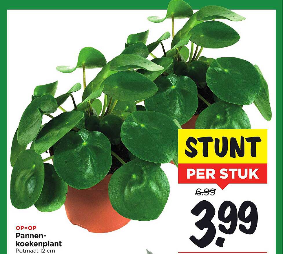 Pannenkoekenplant