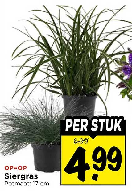 Siergras Potmaat: 17 cm PER STUK1