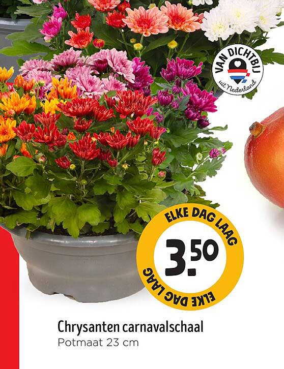 Chrysanten carnavalschaal