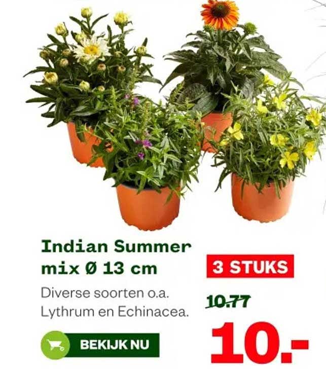 Indian Summer mix Ø 13 cm