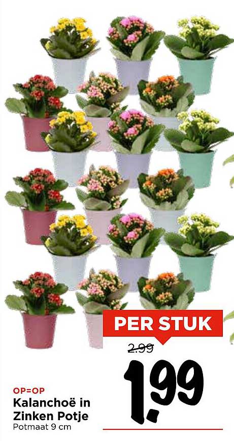 Kalanchoë in Zinken Potje