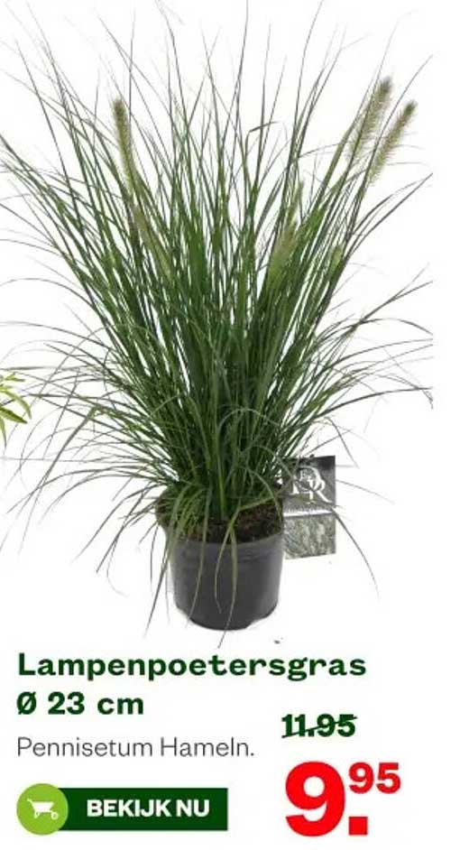 Lampenpoetersgras Ø 23 cm