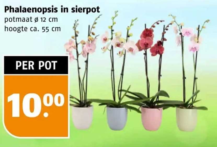 Phalaenopsis in sierpot