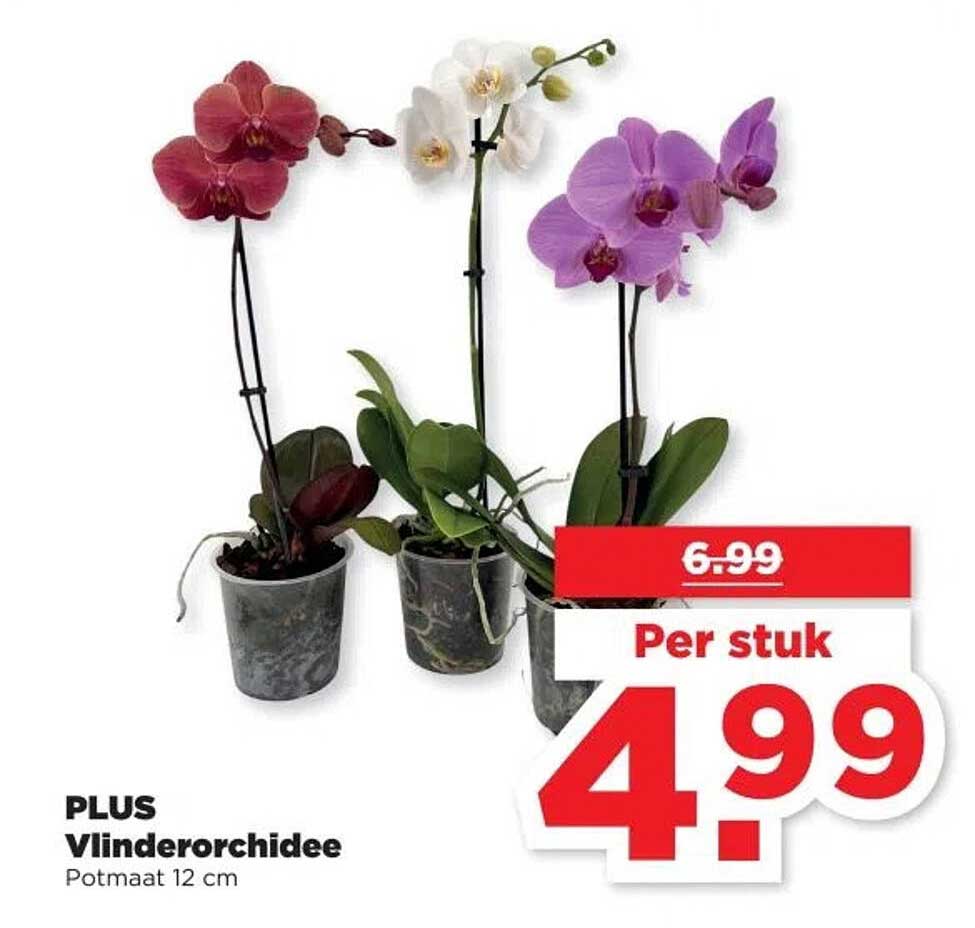 PLUS Vlinderorchidee Potmaat 12 cm