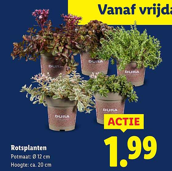 Rotsp planten