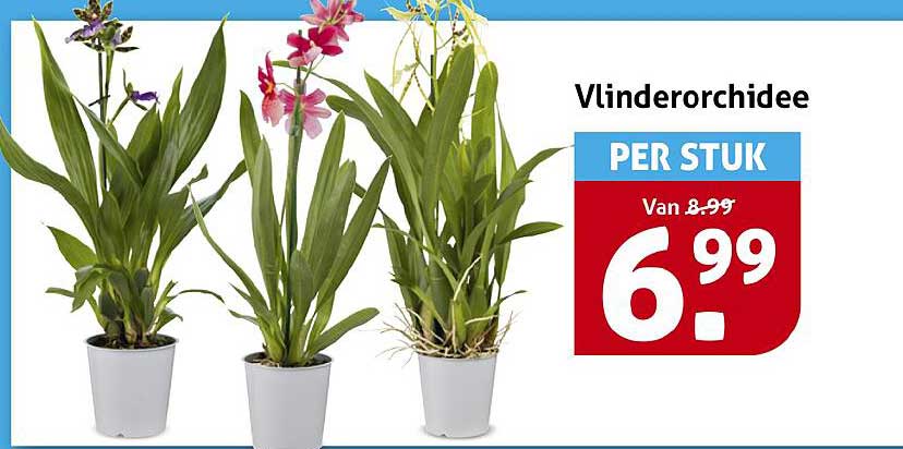 Vlinderorchidee