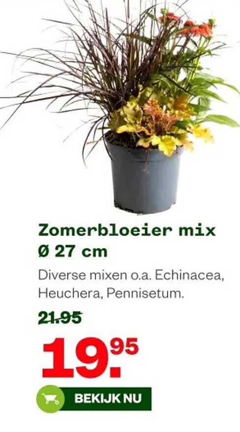 Zomerbloeiër mix Ø 27 cm