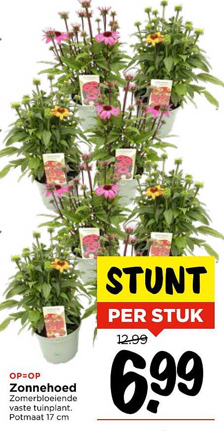 Zonnehoed