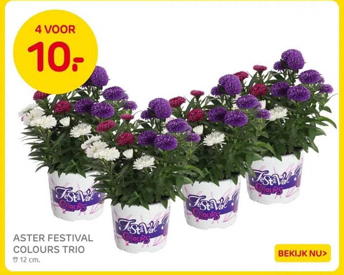 ASTERS FESTIVAL COLOURS TRIO