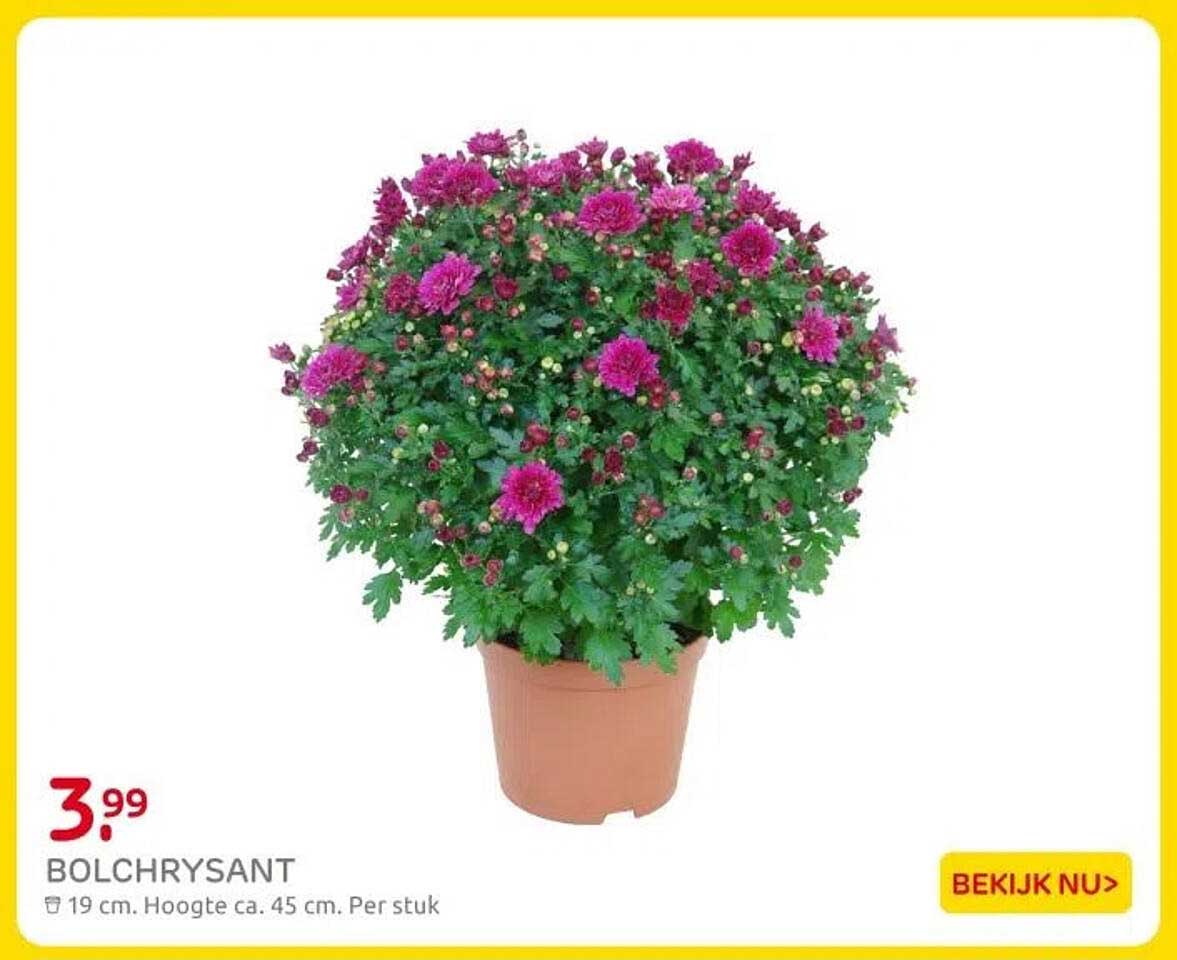 BOLCHRYSANT