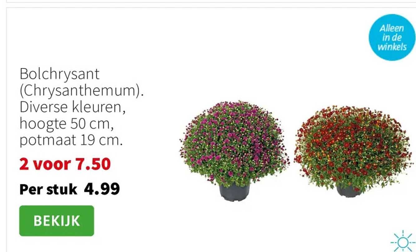 Bolchrysant (Chrysanthemum). Diverse kleuren, hoogte 50 cm, potmaat 19 cm.