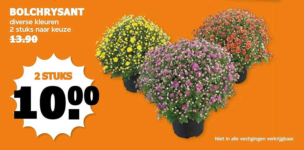 BOLCHRYSANT