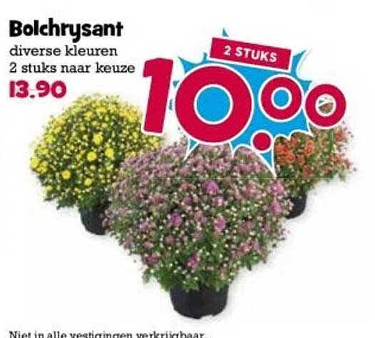 Bolchrysant