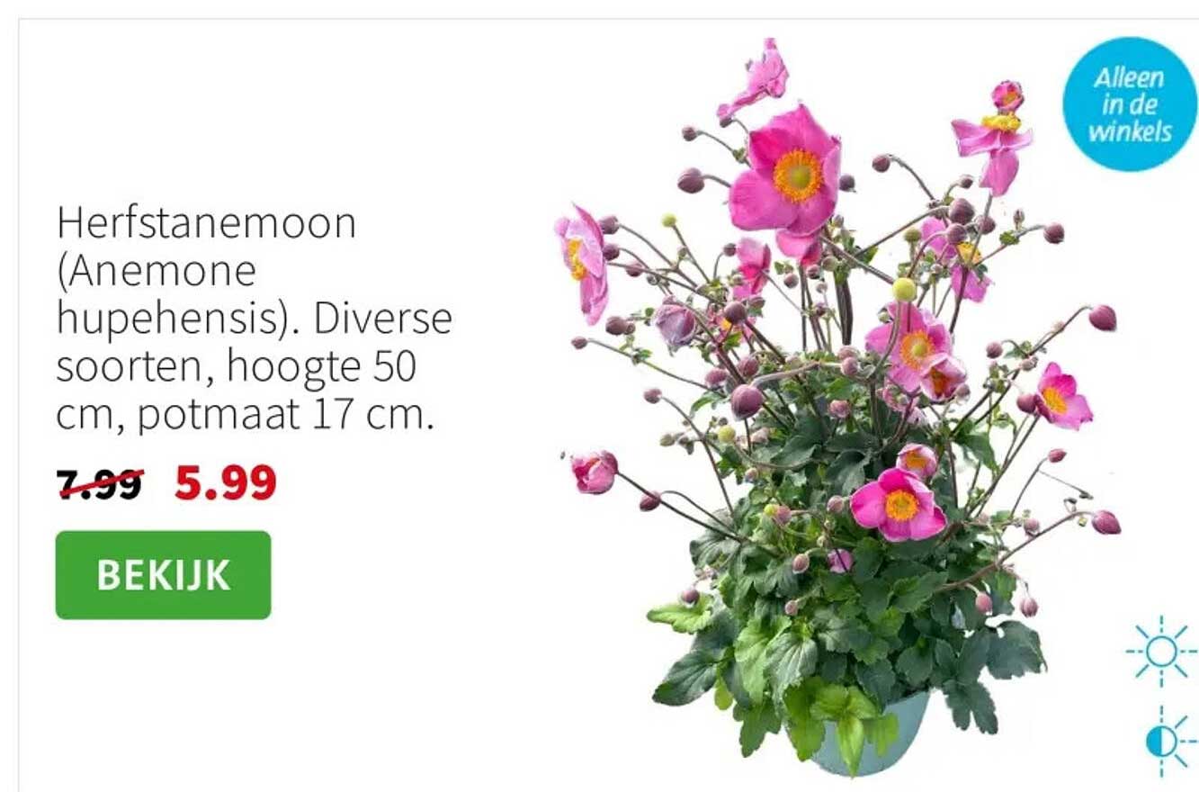 Herfstanemoon (Anemone hupehensis). Diverse soorten, hoogte 50 cm, potmaat 17 cm.