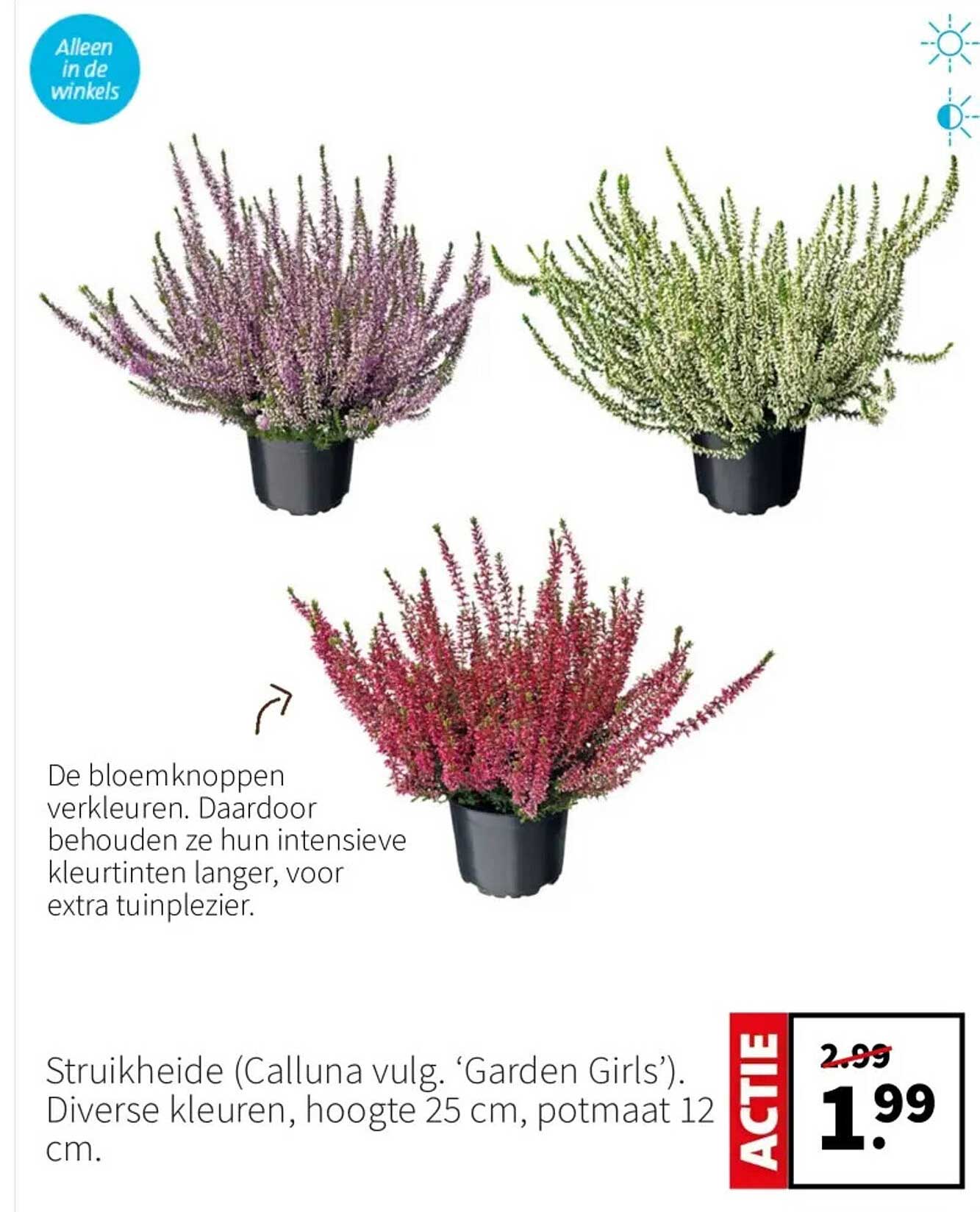 Struikheide (Calluna vulg. ‘Garden Girls’). Diverse kleuren, hoogte 25 cm, potmaat 12 cm.