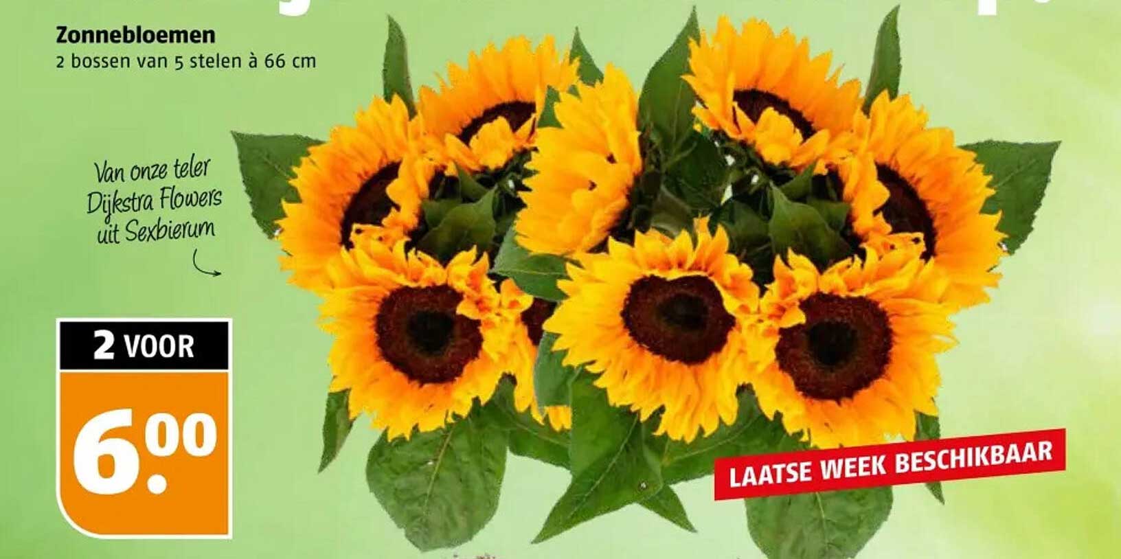 Zonnebloemen 2 bossen van 5 stelen à 66 cm