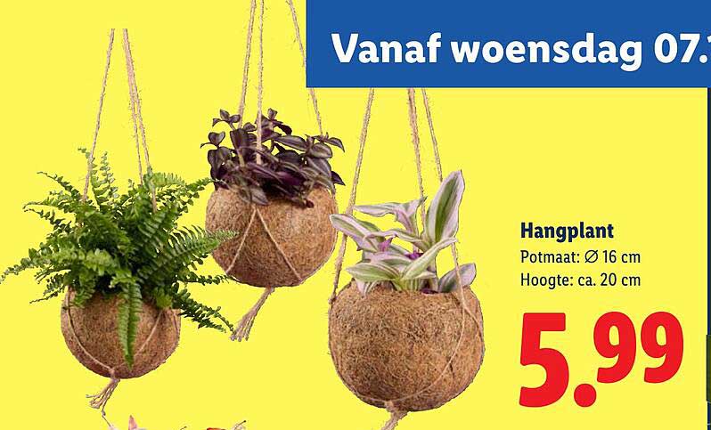 Hangplant