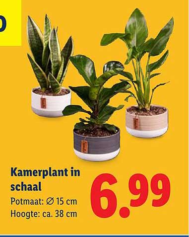 Kamerplant in schaal