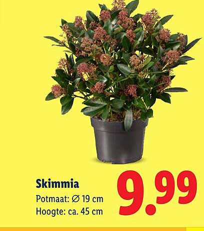 Skimmia