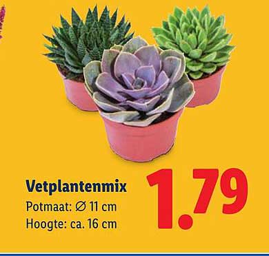 Vetplantenmix