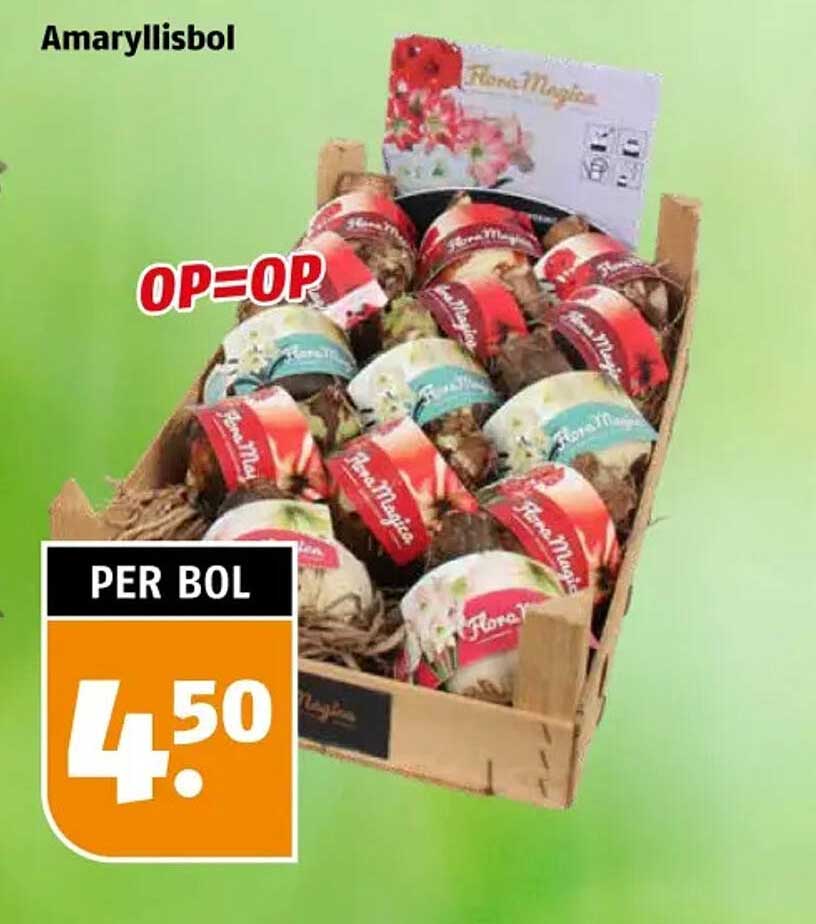 Amaryllisbollen per bol