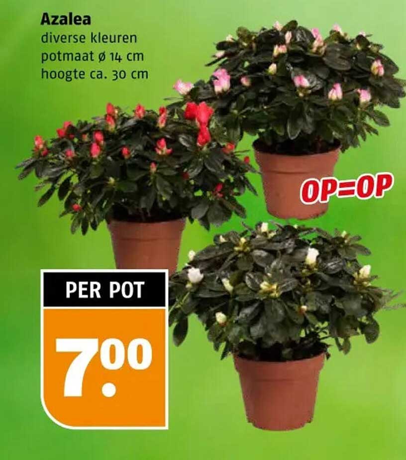 Azalea diverse kleuren potmaat Ø 14 cm hoogte ca. 30 cm