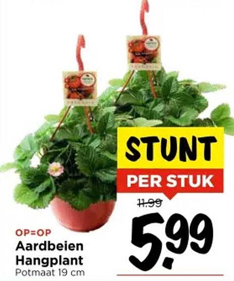 Aardbeien Hangplant