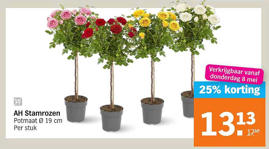 AH Stamrozen Potmaat Ø 19 cm Per stuk