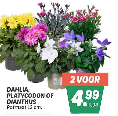 DAHLIA, PLATYCODON OF DIANTHUS Potmaat 12 cm.