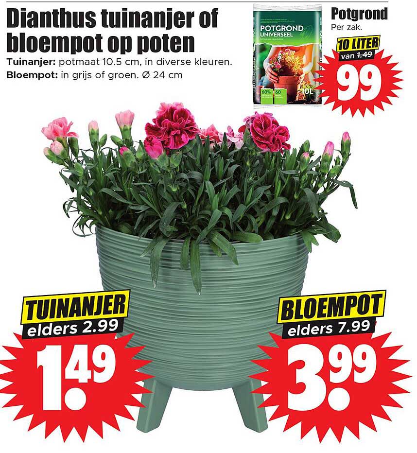 Dianthus tuinanjer of bloempot op poten