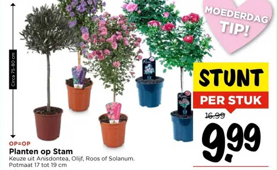 Planten op Stam