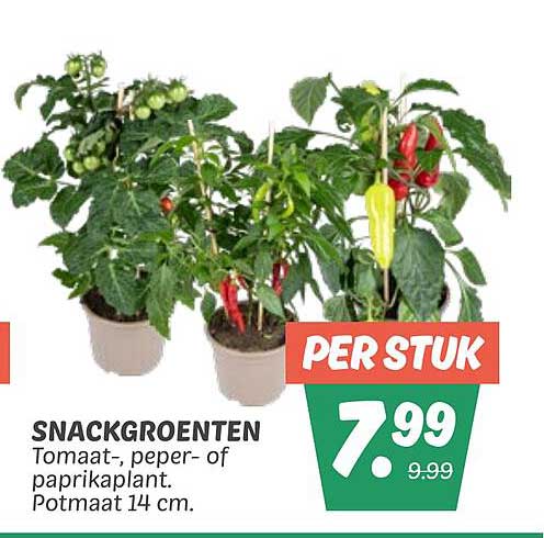 SNACKGROENTEN Tomaat-, peper- of paprikaplant. Potmaat 14 cm.