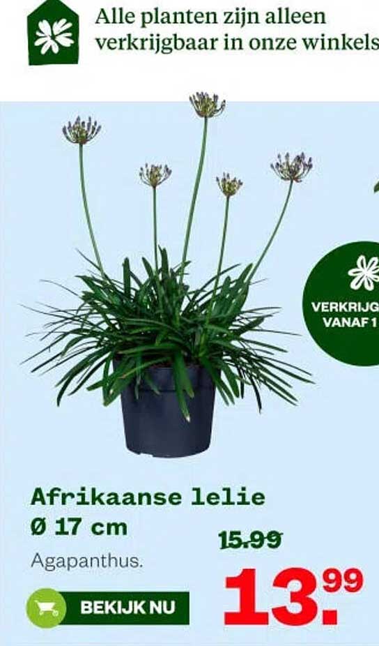 Afrikaanse lelie Ø 17 cm Agapanthus