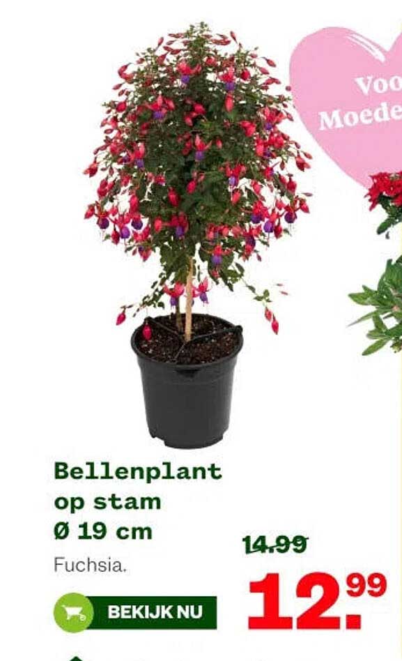 Bellenplant op stam Ø 19 cm Fuchsia.