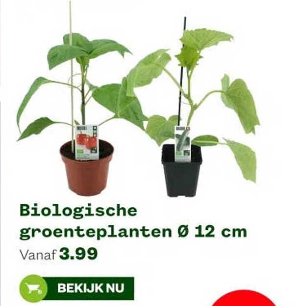 Biologische groenteplanten Ø 12 cm