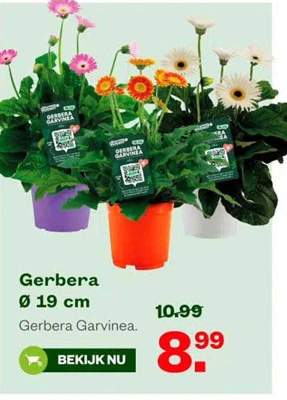 Gerbera Ø 19 cm Gerbera Garvinea.