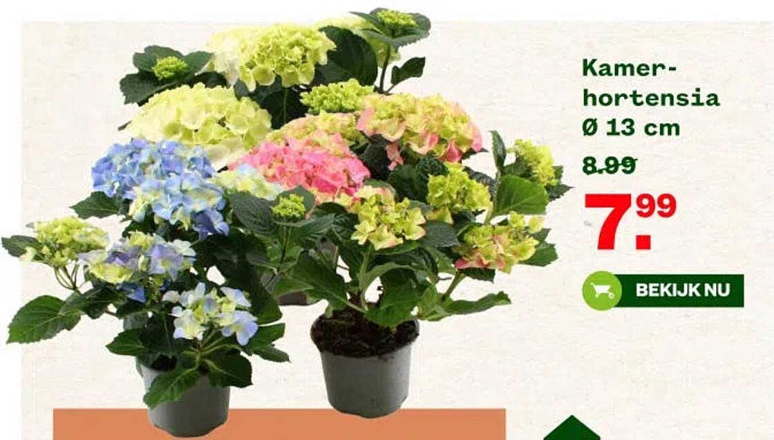 Kamerhortensia Ø 13 cm