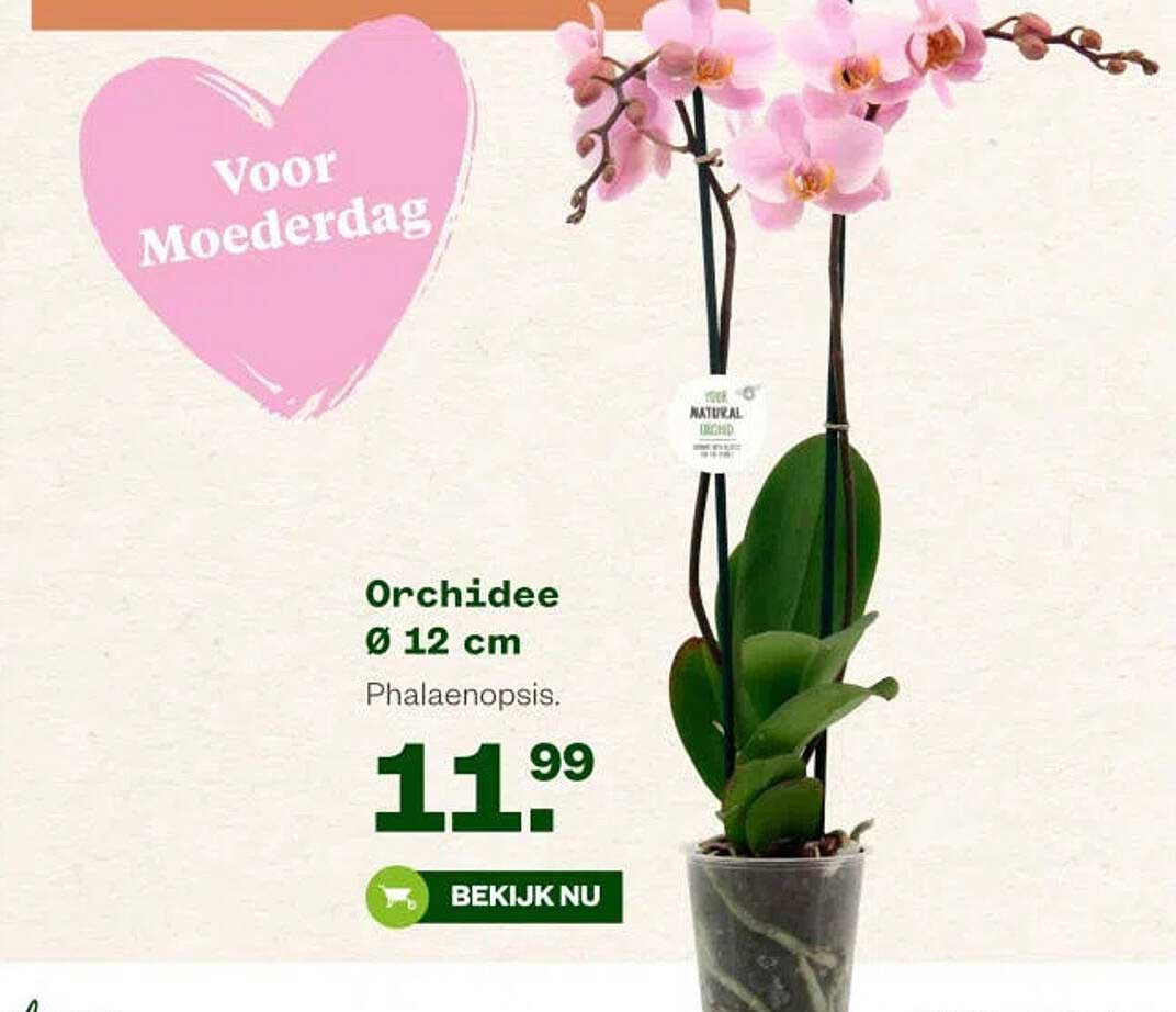 Orchidee Ø 12 cm Phalaenopsis