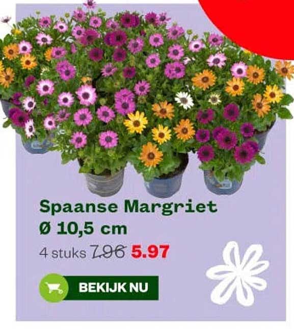 Spaanse Margriet Ø 10,5 cm 4 stuks