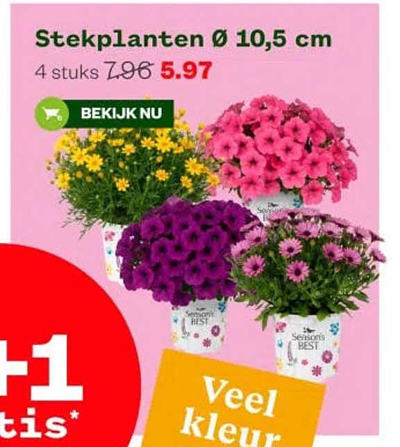 Stekplanten Ø 10,5 cm